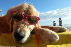 Cane riposa su una spiaggia, indossando occhiali da sole.