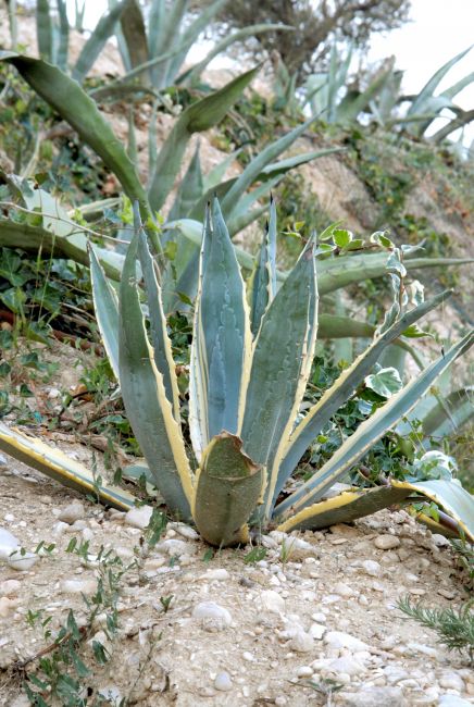 Pianta di agave su terreno roccioso inclinato, circondata da altre piante simili.